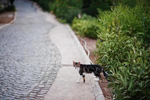 gato de bengala como un leopardo se cuela caminando al aire libre. foto