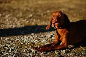Hungarian Vizsla dog eat bone outdoor. photo