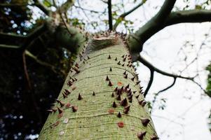 Close up of thorn tree with thorny trunk. photo