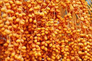 Close up palm trees with ripe dates at Bodrum, Turkey. photo