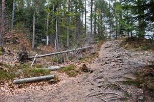 Green forest with roots of trees in Carpathians mountains. photo