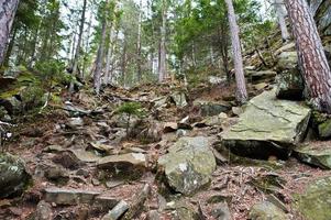 Dovbush rocks in green forest at Carpathian mountains. photo