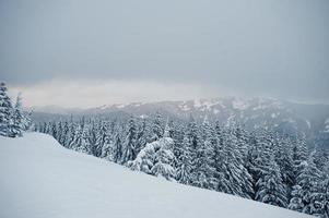 pinos cubiertos de nieve en la montaña chomiak. hermosos paisajes invernales de las montañas de los cárpatos, ucrania. majestuosa naturaleza helada. foto