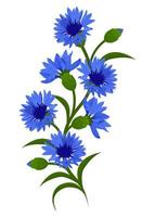 acianos plantas silvestres. rama de acianos azules, aislado sobre fondo blanco. elemento decorativo vectorial. vector