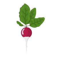 Fresh radish vegetable isolated on white background. Radish icon for market, recipe design. Organic food. Cartoon style. Clean and modern vector illustration for design.