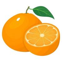 Fresh bright composition of exotic whole and half tangerine or mandarin isolated on white background. Summer fruits for healthy lifestyle. Organic fruit. Vector illustration for any design.