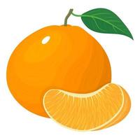 composición fresca y brillante de mandarina o mandarina exótica entera y rebanada aislada sobre fondo blanco. frutas de verano para un estilo de vida saludable. fruta organica ilustración vectorial para cualquier diseño. vector