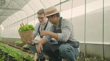 dos socios de agricultores varones caucásicos trabajan en un invernadero de plantaciones. los hombres jardineros son felices y sonríen, recolectan crecimiento vegetal, cultivos de viveros agrícolas y productos naturales verdes orgánicos frescos. video