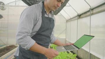 un agriculteur moderne expérimente en travaillant avec un ordinateur portable dans une serre de plantation. un jardinier vérifie et inspecte la croissance des légumes, les cultures de pépinière agricole et les produits frais de nature verte biologique. video