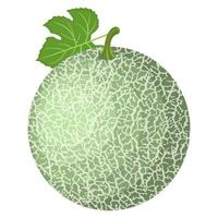 Fresh whole melon fruit isolated on white background. Cantaloupe melon. Summer fruits for healthy lifestyle. Organic fruit. Cartoon style. Vector illustration for any design.