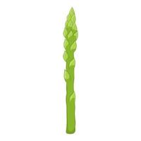 Fresh asparagus isolated on white background. Organic food. Cartoon style. Vector illustration for design.