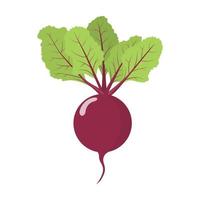 Fresh beet vegetable isolated on white background. Beet icon for market, recipe design. Organic food. Cartoon style. Clean and modern vector illustration for design.