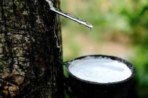 El látex lechoso fresco fluye hacia un recipiente de plástico desde el árbol de caucho de párr. foto