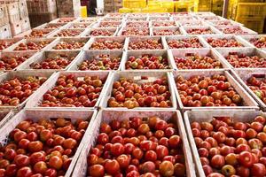 cajas de tomate contienen productos para la exportación a los mercados asiáticos. foto
