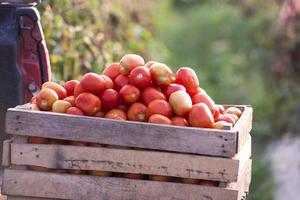 Tomatoes in a box Ripe tomatoes put in a container in an Asian farm photo