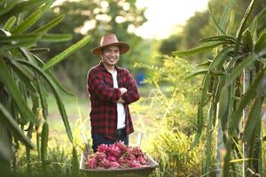 Smiling Asian farmers in dragon fruit plantations, farmers picking produce