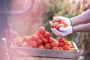 tomates en una caja tomates maduros puestos en un recipiente en una granja asiática foto