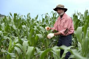 un agricultor asiático senior se encuentra en un campo de maíz, inspeccionando los cultivos. foto