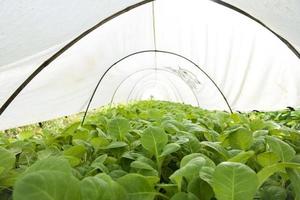 The tobacco tree is blooming. Green leaf tobacco. photo