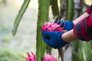 Dragon fruit farmer, dragon fruit farmer in Asia photo