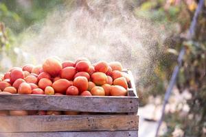 Tomatoes in a box Ripe tomatoes put in a container in an Asian farm photo