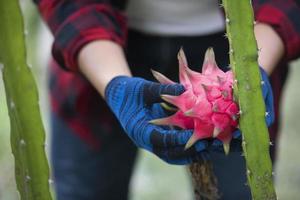 Dragon fruit farmer, dragon fruit farmer in Asia photo