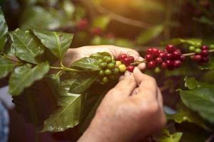 café vietnamita con bayas arábica con granjero robusta y café con bayas arábica con granjeros vietnamitas foto