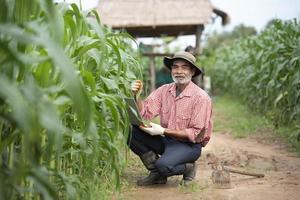 Older farmers use technology in agricultural corn fields. photo