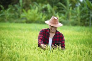 A farmer in a ripe wheat field plans a harvest activity, a male agronomist is happy in a rice field. photo