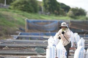 Agricultural woman feeding fish along the Thai Mekong River, tilapia photo