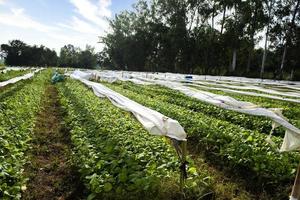 técnicas para el cultivo de plantas de tabaco en la agricultura específicamente para las zonas afectadas por la sequía. agricultura moderna. nuevas innovaciones en la agricultura. la planta está cubierta con tela blanca foto