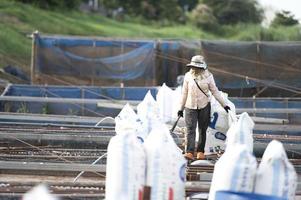 Agricultural woman feeding fish along the Thai Mekong River, tilapia photo