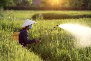 Old farmers spray fertilizer or chemical pesticides in the rice fields, chemical fertilizers.