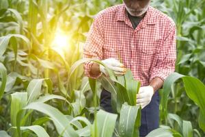 A senior Asian farmer stands in a corn field, inspecting the crops. photo