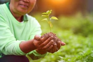 A senior female farmer in the field with a crop in hand photo