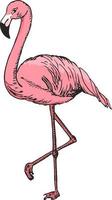 flamingo sketch vector ilustración color sketch flamingo, ave exótica.