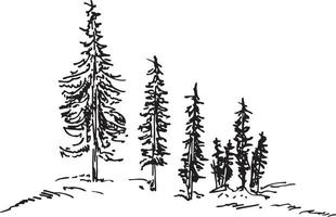 árboles coníferos en el bosquejo de la colina. abetos o pinos en una colina silueta paisaje natural en blanco y negro. bueno para logo, ilustración, estampado en ropa. vector