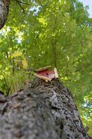 Oak tree with red plate nailed to the trunk photo