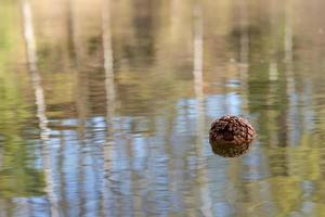 a pine cone in the water photo