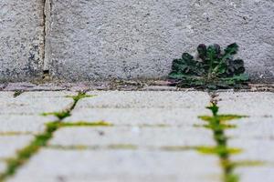 malas hierbas en el borde de la carretera foto