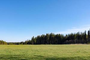 coniferous forest with green field photo