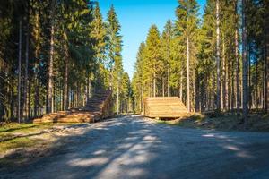 coniferous forest with felled tree trunks photo