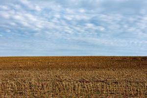 stubble field in autumn photo