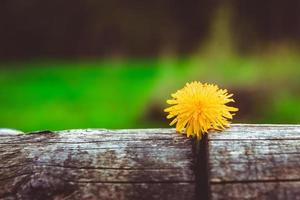 una sola flor de diente de león en una tabla de madera foto