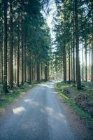 path through a coniferous forest photo