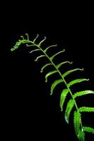 Freshness Fern leaf on black background photo