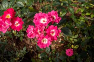 Bouquet of pink roses in the planting area photo