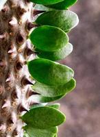 Close up the white thorn and Green leaves of Alluaudia Procera cactus photo