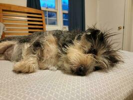 black and white hairly puppy dog resting on bed photo