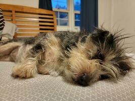 black and white hairly puppy dog resting on bed photo